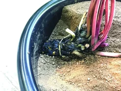 LATOUR-MARLIAC - Nymphaea 'Walter Pagels' - nénuphar mature en racines nues avec tiges, feuilles et boutons.