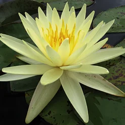 LATOUR-MARLIAC - Nymphaea 'Yellow Queen' - nénuphar mature en racines nues