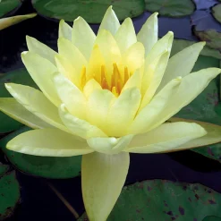 LATOUR-MARLIAC - Nymphaea 'yellow enigma' - nénuphar mature en racines nues