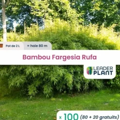LEADERPLANT - 100 x bambou fargesia campbell en pot de 2 l