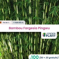 LEADERPLANT - 100 x bambou fargesia pingwu en pot de 1 l