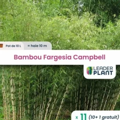 LEADERPLANT - 11 x bambou fargesia campbell en pot de 10 l