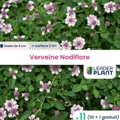 LEADERPLANT - 11 x verveine nodiflore en godet