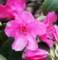 MA PÉPINIÈRE - Azalea encore carnival rose soutenu c4l