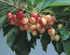 MA PÉPINIÈRE - Cerisier bigarreau coeur pigeon - pot 10 l