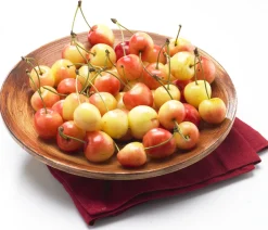 MA PÉPINIÈRE - Cerisier bigarreau napoleon - pot 10 l