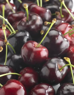 MA PÉPINIÈRE - Cerisier bigarreau burlat "bio" c10l gobelet 2 ans d'âge 125/150cm (hors pot)