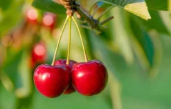 MA PÉPINIÈRE - Cerisier nain 80/100 cm