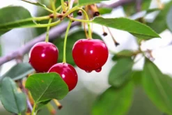 MA PÉPINIÈRE - Cerisier nain 80/100 cm