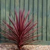 MA PÉPINIÈRE - Cordyline australis red star - pot 10 l