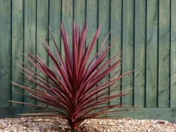 MA PÉPINIÈRE - Cordyline australis red star - pot 10 l