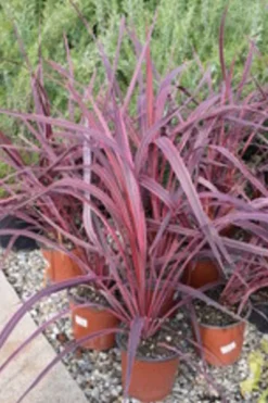 MA PÉPINIÈRE - Cordyline australis red star - pot 4 l