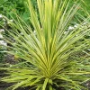 MA PÉPINIÈRE - Cordyline australis 'lime passion' - pot 4 l