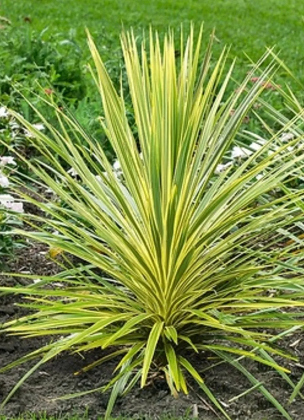 MA PÉPINIÈRE - Cordyline australis 'lime passion' - pot 4 l