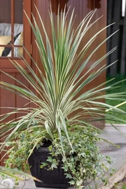 MA PÉPINIÈRE - Cordyline australis 'lime passion' - pot 4 l