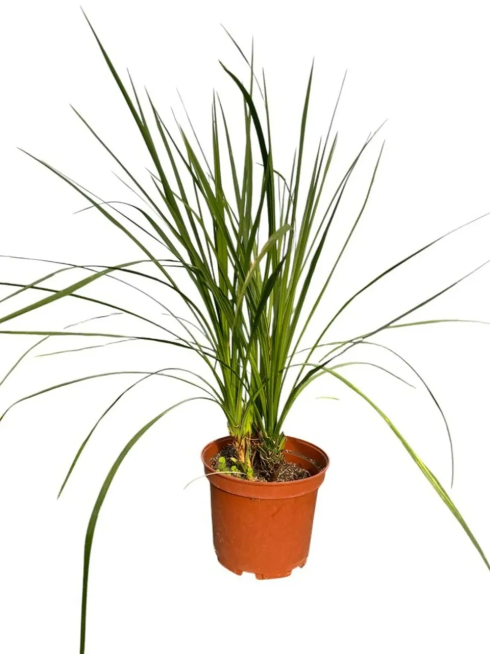 MA PÉPINIÈRE - Cordyline indivisa - pot 10 l - h 120 cm