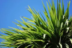 MA PÉPINIÈRE - Cordyline indivisa - pot 10 l - h 120 cm