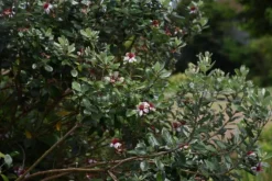MA PÉPINIÈRE - Feijoa sellowiana - pot 4 l