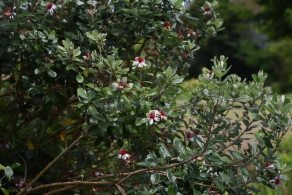MA PÉPINIÈRE - Feijoa sellowiana - pot 4 l