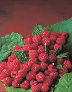 MA PÉPINIÈRE - Framboisier magnific delbard - pot 5 l