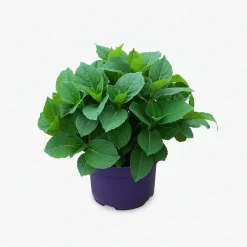 MA PÉPINIÈRE - Hydrangea macrophylla forever and ever rose - pot 5 l