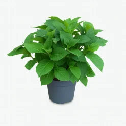 MA PÉPINIÈRE - Hydrangea macrophylla rosita rose - pot 2 l