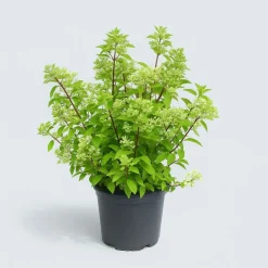 MA PÉPINIÈRE - Hydrangea paniculata phantom - pot 15 l