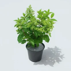 MA PÉPINIÈRE - Hydrangea paniculata little lime - pot 5 l