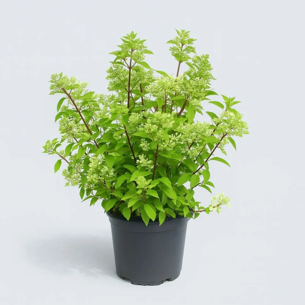 MA PÉPINIÈRE - Hydrangea paniculata sundae fraise - pot 15 l