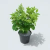 MA PÉPINIÈRE - Hydrangea paniculata sundae fraise - pot 5 l