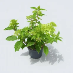 MA PÉPINIÈRE - Hydrangea paniculata mont blanc c3l