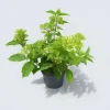 MA PÉPINIÈRE - Hydrangea paniculata fraise melba - pot 3 l