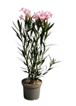 MA PÉPINIÈRE - Laurier rose 'villa romaine' - pot 3 l - h 80 cm