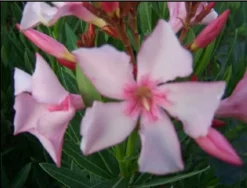 MA PÉPINIÈRE - Laurier rose 'villa romaine' - pot 3 l - h 80 cm