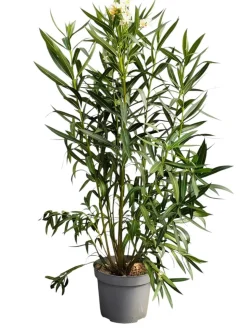 MA PÉPINIÈRE - Laurier rose 'ville de sernhac' - pot 15 l - h 140 cm