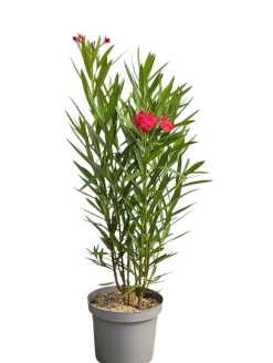 MA PÉPINIÈRE - Laurier rose 'ville de sernhac' - pot 7 l - h 100 cm