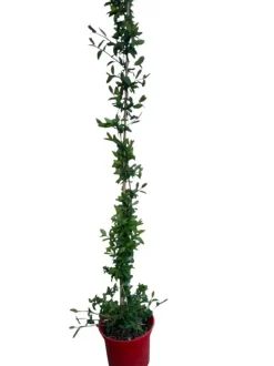 MA PÉPINIÈRE - Lonicera jap. Halliana hall prolific c4l. 60/90