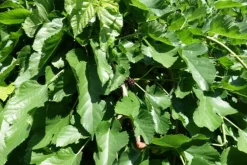 MA PÉPINIÈRE - Morus kagayamae bombycis - pot 15 l