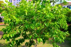 MA PÉPINIÈRE - Morus kagayamae bombycis - pot 15 l