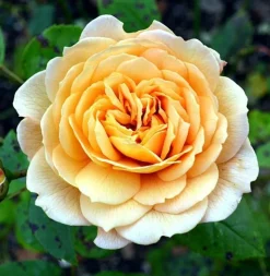 MA PÉPINIÈRE - Rosa amber voluptia - pot 3 l