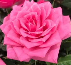 MA PÉPINIÈRE - Rosa pink voluptia - pot 3 l