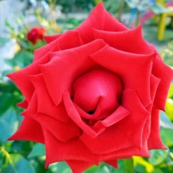 MA PÉPINIÈRE - Rosa zepeti c3l