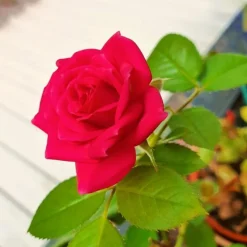 MA PÉPINIÈRE - Rosa zepeti c3l