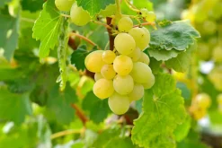 MA PÉPINIÈRE - Vigne candin c2l