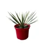 MA PÉPINIÈRE - Yucca rostrata - pot 4 l