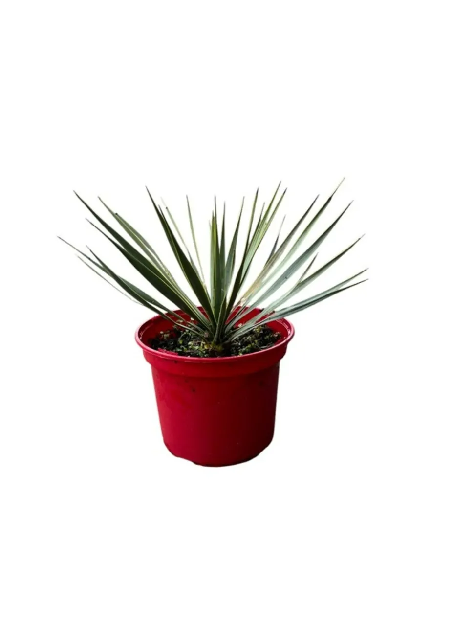 MA PÉPINIÈRE - Yucca rostrata - pot 4 l