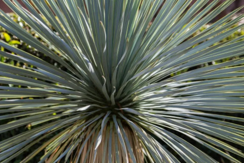 MA PÉPINIÈRE - Yucca rostrata - pot 4 l