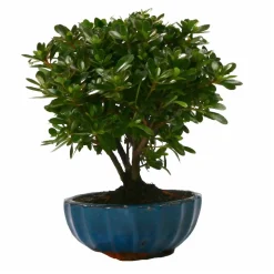 MITTON - Bonsaï Azalée: 5-6 ans