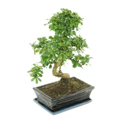 MITTON - Bonsaï Carmona :10-12 ans étage