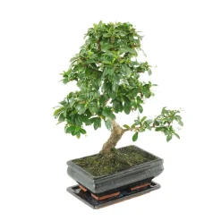 MITTON - Bonsaï Carmona :7-9 ans étage